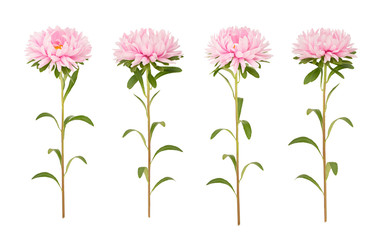 Set of pink aster flowers isolated on a white