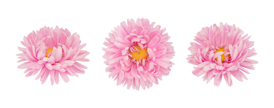 Set of pink aster flowers isolated on a white