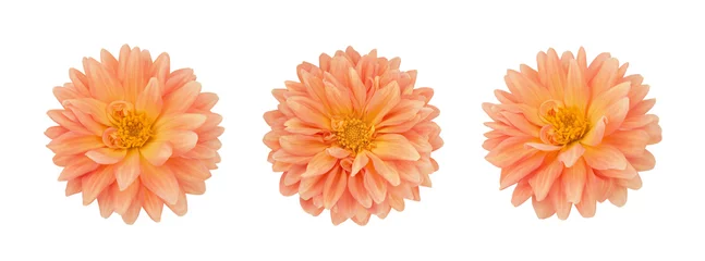 Crédence de cuisine en verre imprimé Fleurs Dahlia flower set isolated on a white.