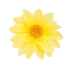 Yellow dahlia head isolated on a white. Detailed retouch.