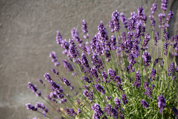 Naklejka premium Garden with the flourishing lavender