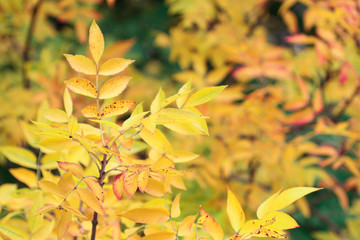bright maple leaves in the autumn forest