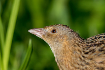 Corncrake or landrail (Crex crex) bird in close up. Grassland wildlife.