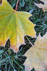 colorful maple leaves on the grass in the frost