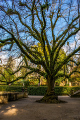 Obraz premium Botanical Garden, Coimbra, Portugal
