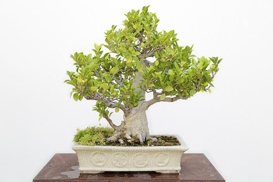 Ficus retusa bonsai on a wooden table and white background