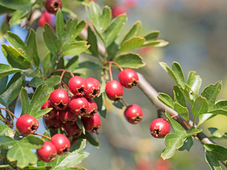 Weißdorn, Crataegus