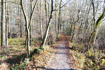 path track forest winter