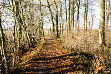 path track footpath autumn forest
