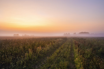 A misty gentle dawn in the fields, a dirt road escaping into the distance to the forest in the fog
