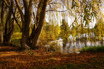 Fototapeta premium BEAUTIFUL RIVER SIDE PARK GOLDEN TREES TAYLORS LAKES VICTORIA AUSTRALIA