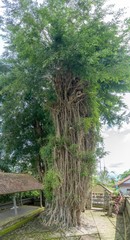 Big tree in Bali, Indonesia