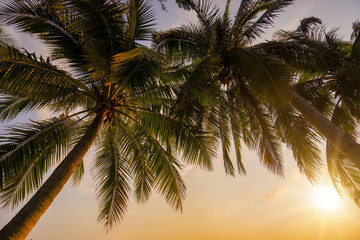 Fototapeta na wymiar Tropical Coconut trees