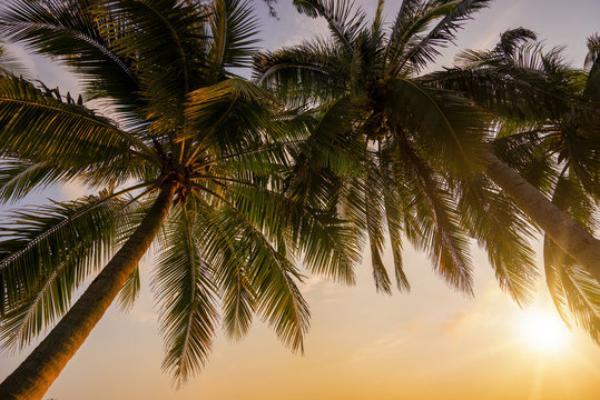 Tropical Coconut trees