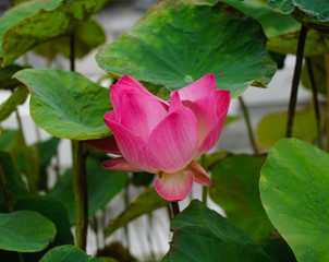 BEAUTIFUL PINK ROSE GROWING IN A POT WITH GREEN LEAFS