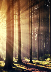 Beautiful morning scene in the forest with sun rays.