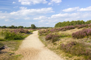 Heathland in National Park Maasduinen in the Netherlands