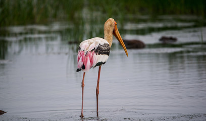 Standing Painted Stork