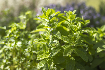 Obraz premium mint in a garden
