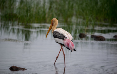 Wading Painted Stork