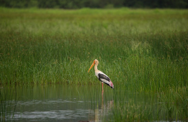 Painted Stork in water