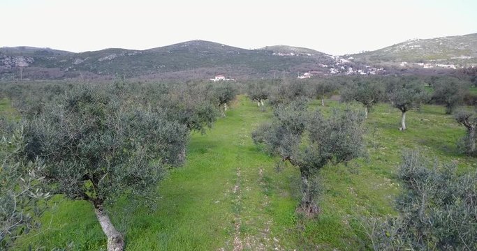 Flying over olive trees