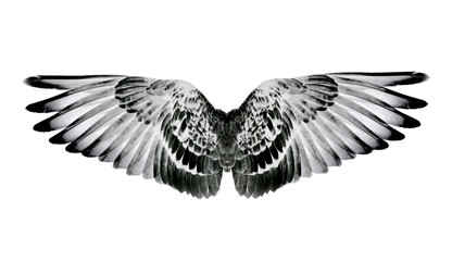 Wing feathers couple on white background