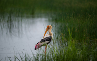 Painted Stork Bird