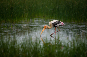 Painted Stork Bird with Fish