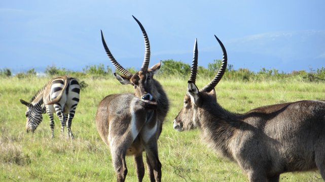 Male water bucks and zibra in South Africa