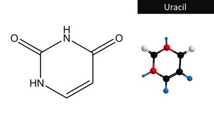Molecular structure of uracil
