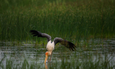Painted Stork Wings