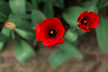 Rote Tulpen