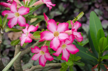 Obraz premium Desert rose beautiful flowers in the garden, pink color on the tree