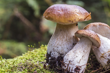 Freshly harvested porcini  mushrooms in the forest on moss background