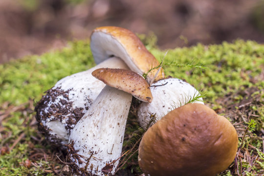 Freshly harvested porcini  mushrooms in the forest on moss background