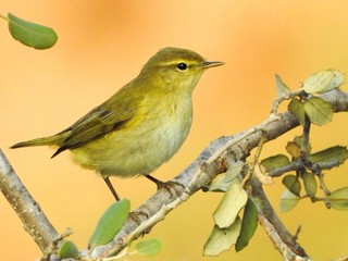 Common Chiffchaff (Phylloscopus collybita)
