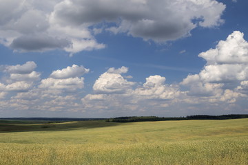 Obraz premium Golden wheat field against a blue sky and clouds