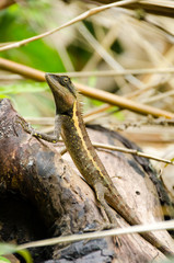 Lacertilia in the nature