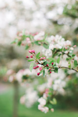 Bl&uuml;hender Kirschbaum