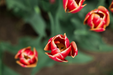 Rote Tulpen