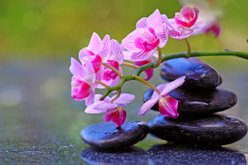 Fototapeta na wymiar Black spa stones and pink orchid flowers .