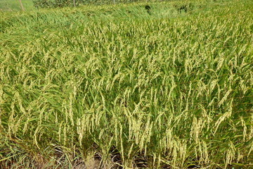 9月はじめの稲穂