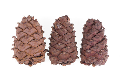cedar cone over white background