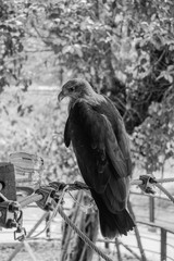 docile black and white eagle in Asia thailand