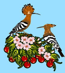 A pair of hoopoes on a cherry blossom branch