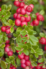 foraging bacground with edible berries