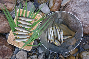 釣りたての天然鮎