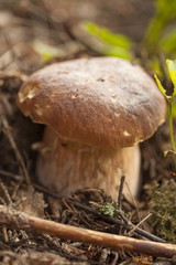 foraging bacground with edible mushrooms