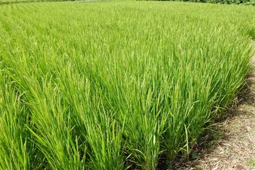 ９月はじめの稲穂